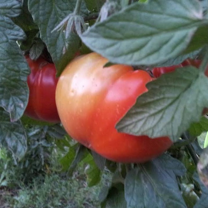 Growing Tomatoes